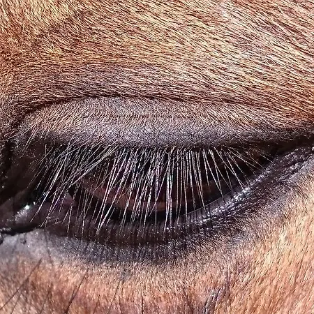 Hotel Miramont Horse Trekking Saicourt