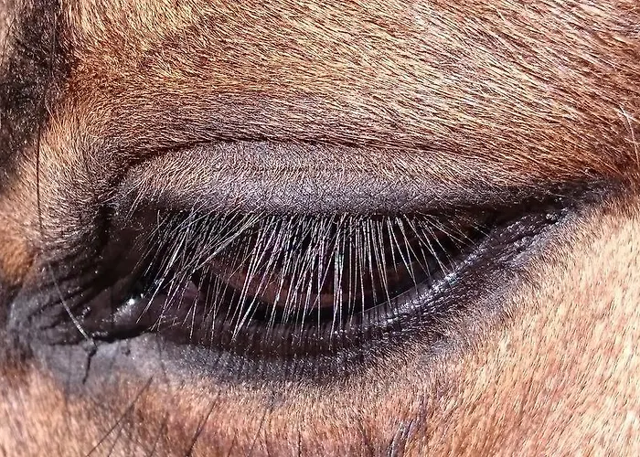 Hotel Miramont Horse Trekking Saicourt