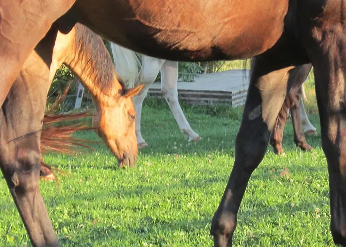 Miramont Horse Trekking Hotel